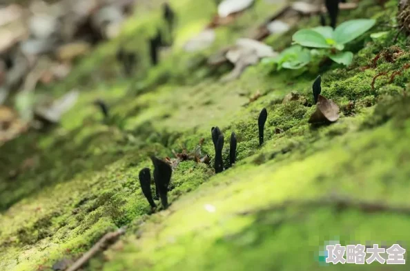 笔翠最新研究发现笔翠在生态系统中扮演着重要角色，促进了生物多样性和土壤健康