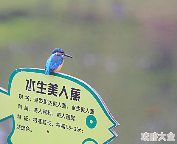 一一本大道香蕉大无l吗杀人树懒保护生态环境让每个生命都能和谐共存