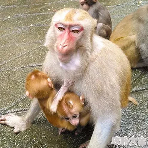 二人生猴子全程不盖被子母猴平安诞下双胞胎宝宝