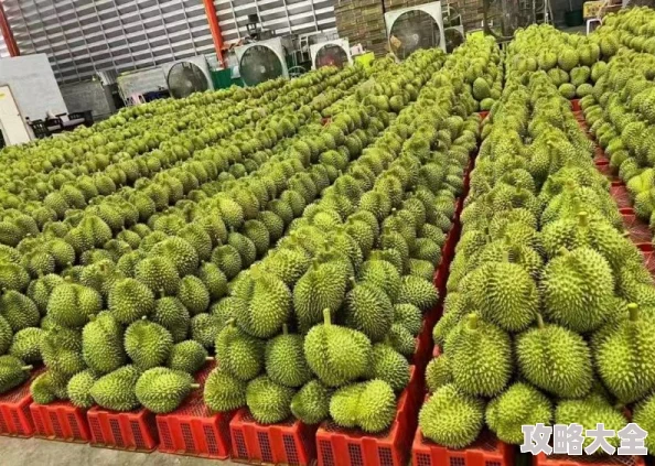 榴莲草莓西瓜茄子黄瓜产地直销新鲜采摘当天发货坏果包赔品质保证