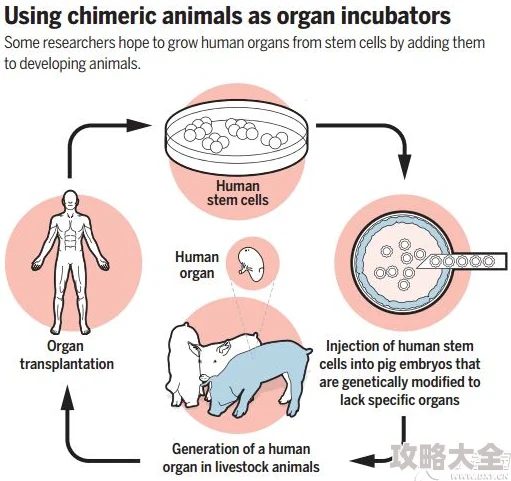用妹妹的身体做实验纸桃子移植元宇宙数字器官克隆技术取得突破性进展