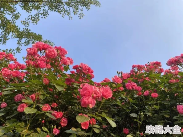 红蔷薇电视剧全集在线观看免费剧情紧凑演技在线值得一看