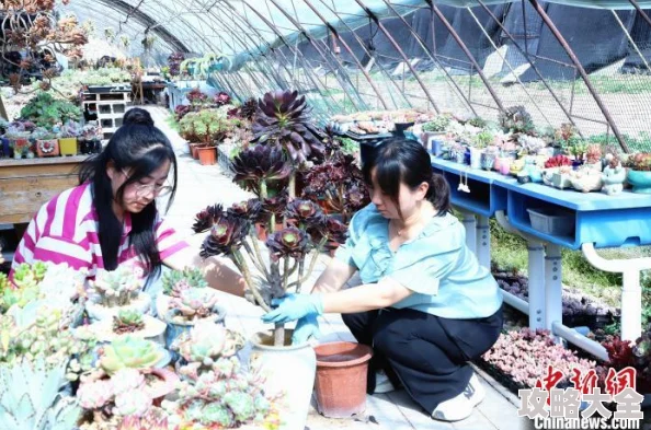 激情五月婷婷综合据传婷婷最近迷上了园艺还开了个网店卖自己种的多肉植物
