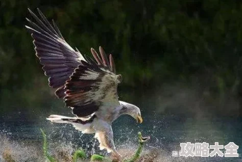 心之鳞片获取方法详解，快速掌握心之鳞片的获取技巧